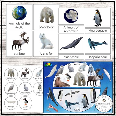 antarctica animals facts for kids ks2